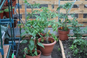 Tomatoes, peppers, chillis