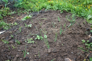 Our onions on another plots bed!!